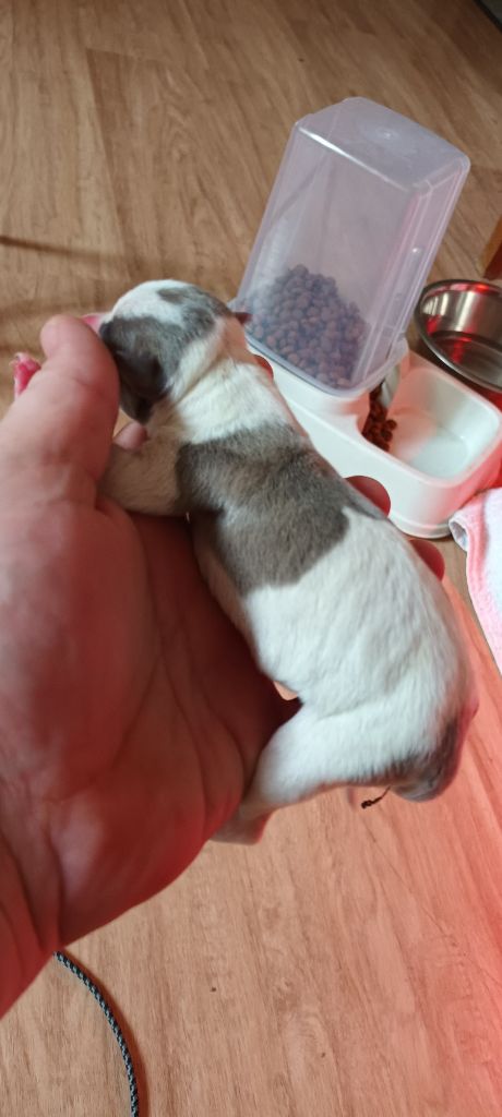 de LPR Production - Chiots disponibles - Whippet