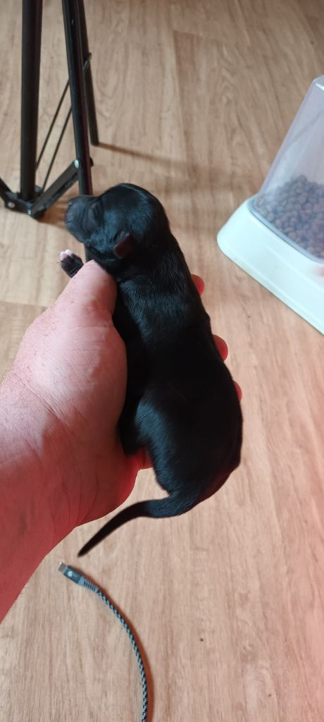 de LPR Production - Chiots disponibles - Whippet