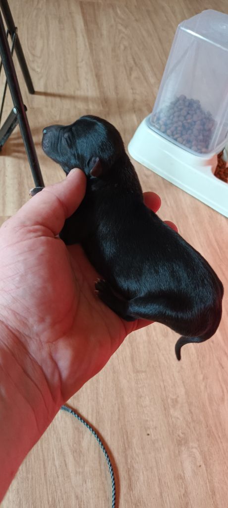 de LPR Production - Chiots disponibles - Whippet