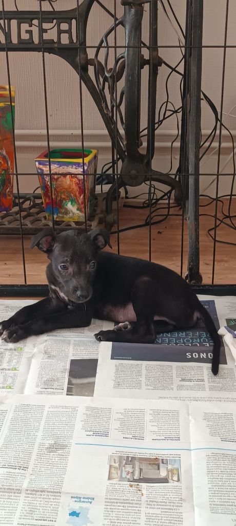 de LPR Production - Chiots disponibles - Whippet