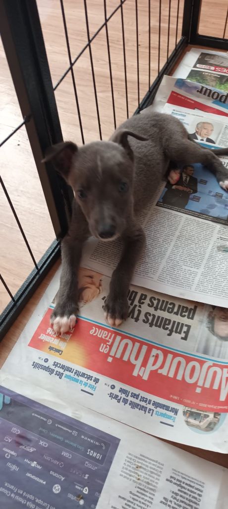de LPR Production - Chiots disponibles - Whippet