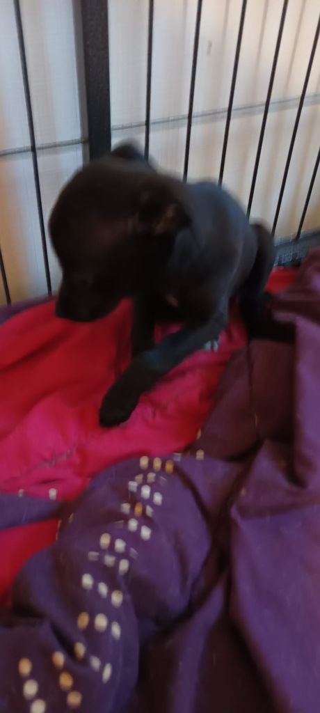 de LPR Production - Chiots disponibles - Whippet